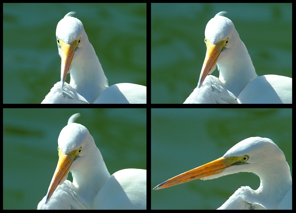 (50) egret montage.jpg   (1000x720)   200 Kb                                    Click to display next picture